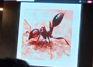 蟻防治技術(shù)培訓班